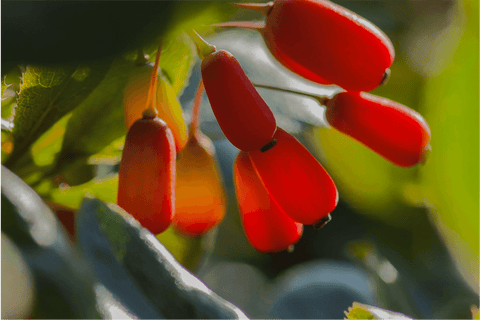What are the Benefits, Side Effects, Uses, and Dosage of Berberine Supplements?