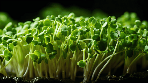Sulforaphane Benefits