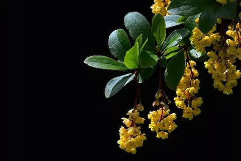 Berberine HCL 500mg: A Strategic Supplement for Blood Sugar Management Just Glow's Berberine HCL 500mg is a key supplement for managing blood sugar, supported by significant research, and enhances overall health.