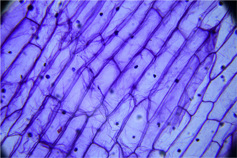 Best Supplements for Cell Regeneration Featuring NMN