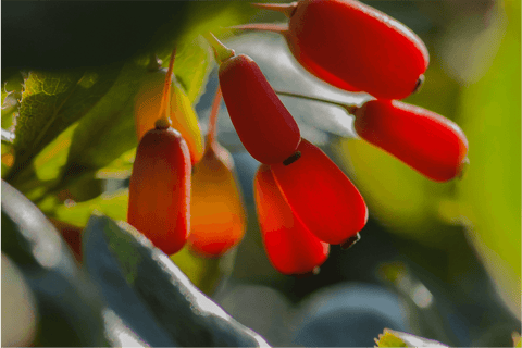 The Comprehensive Guide to Berberine Benefits