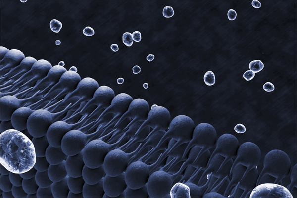 Which is Better: Glutathione vs L-Glutathione? – Just Glow