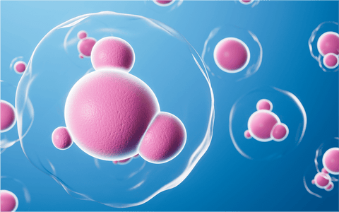 Why Bio-Enhanced® R-Lipoic Acid Stands Out: Benefits, Stability, and Superior Absorption