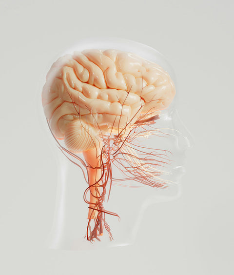 Magtein® (Magnesium L-Threonate) for Brain Health, Memory & Sleep