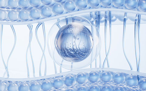 Albion Magnesium Bisglycinate Absorption: Why Chelation Matters
